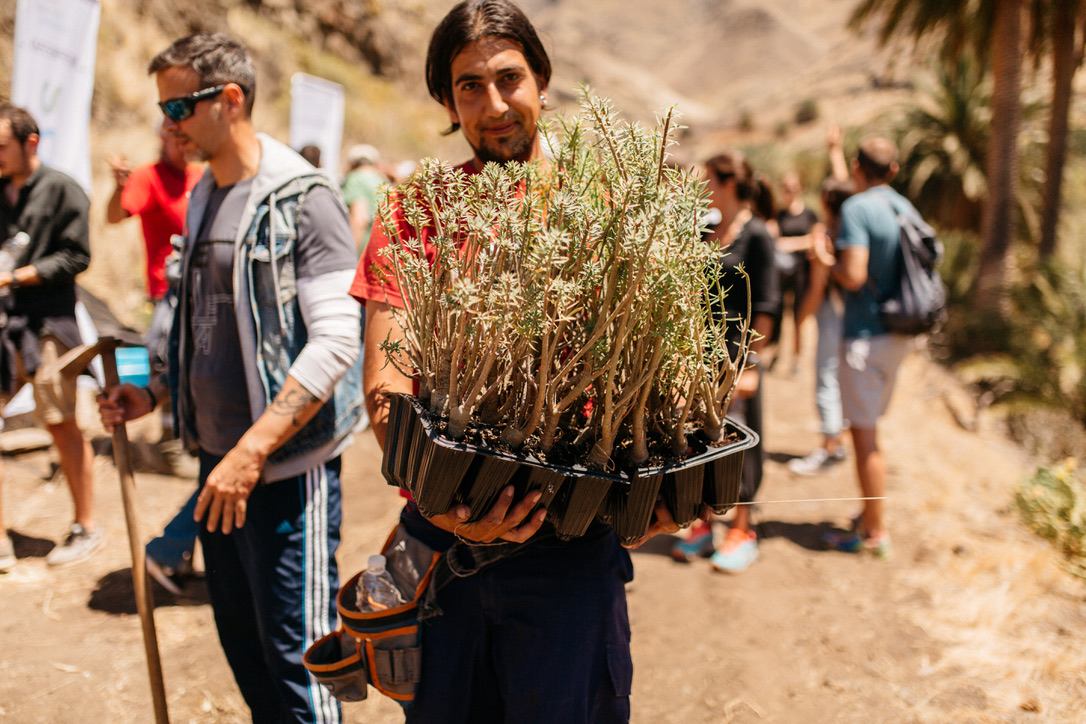 We design and organize reforestation activities in the Canary Islands.